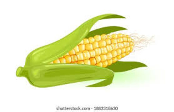 maïs.jpg